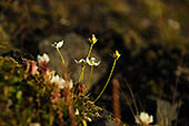 Fjällblommor - foto av Eva Bucksch