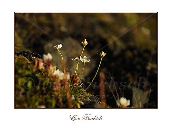 Fjällblommor - foto av Eva Bucksch