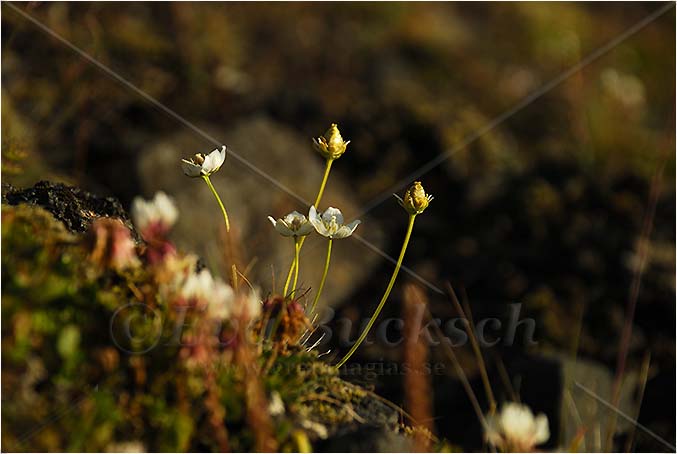 Fjällblommor - foto av Eva Bucksch