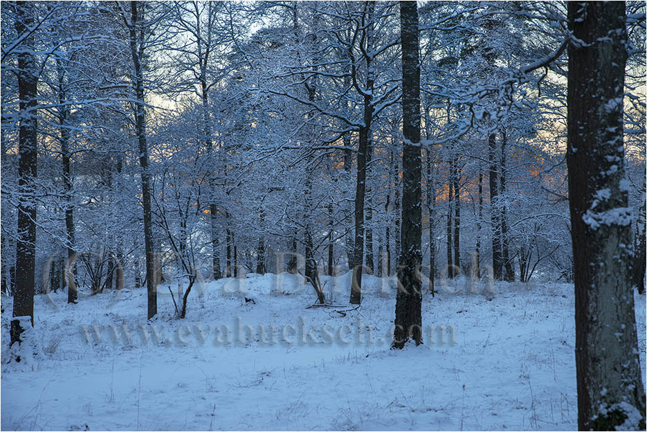 Foto av Eva Bucksch