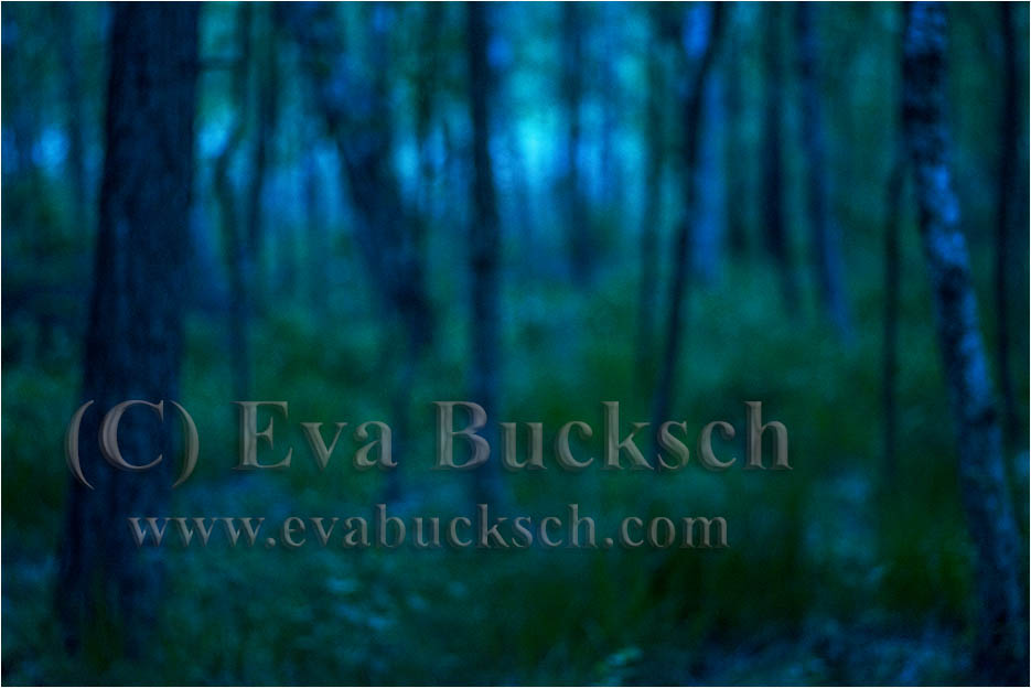 Foto av Eva Bucksch