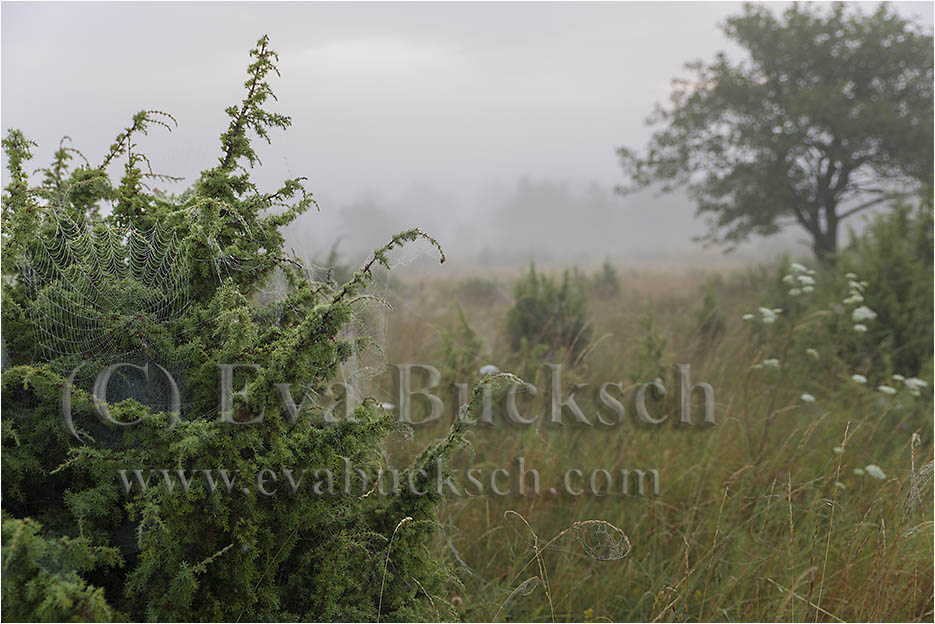 Spindelkonst - foto av Eva Bucksch