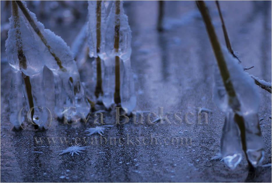 Foto av Eva Bucksch